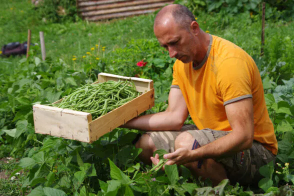 Photo d'un homme qui récolte des haricots verts dans son jardin. - Agrandir l'image, fenêtre modale