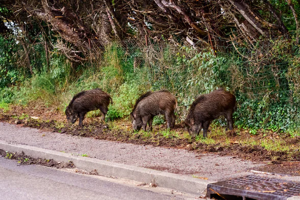 Photo de 3 sangliers sur le bord d'une route. - Agrandir l'image, fenêtre modale