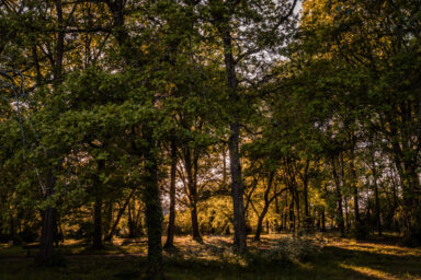 Bois très ombragé avec beaucoup d'arbres