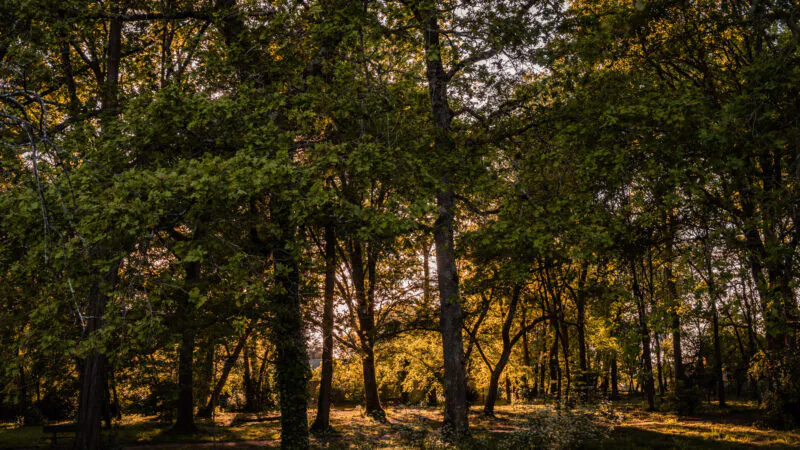 Bois très ombragé avec beaucoup d'arbres