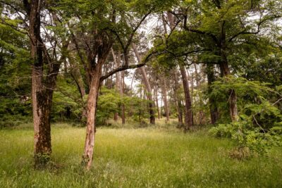 Photo du bois de Sainte-Christine - Agrandir l'image 2 sur 3, fenêtre modale