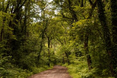 Photo du bois du Déhès - Agrandir l'image 3 sur 3, fenêtre modale