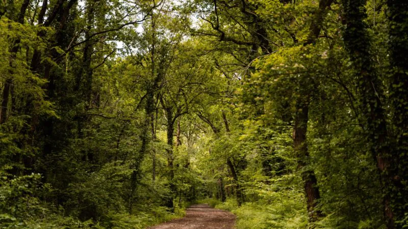 Photo du bois du Déhès