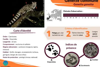 Agrandir l'image 1 sur 1, fenêtre modale