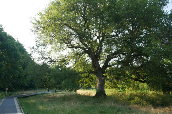 Agrandir l'image, fenêtre modale